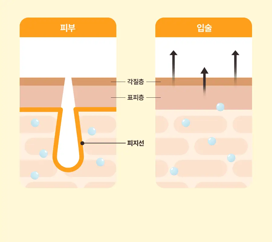 [립케어 1등/1+1] 토리든 솔리드인 세라마이드 립 에센스 11ml 더블기획 상세페이지 17